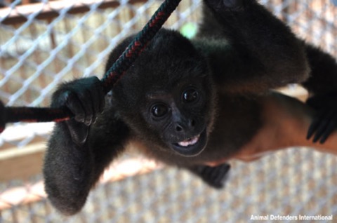 Fausto-the-baby-woolly-monkey-cared-for-by-ADI-at-the-Spirit-of-Freedom-compound