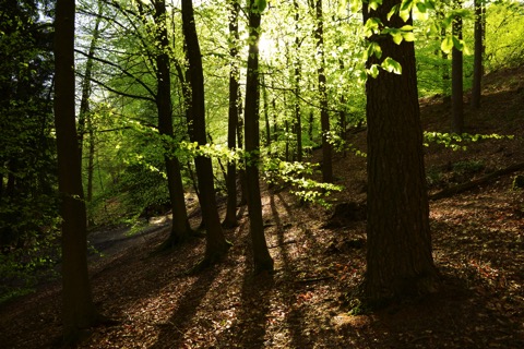 Leith Hill woodland in May credit John Millar 957548