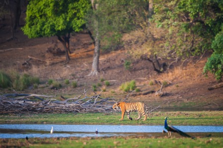 Tiger c Barcroft Media - TigerTime
