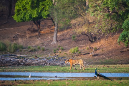 Tiger c Barcroft Media - TigerTime